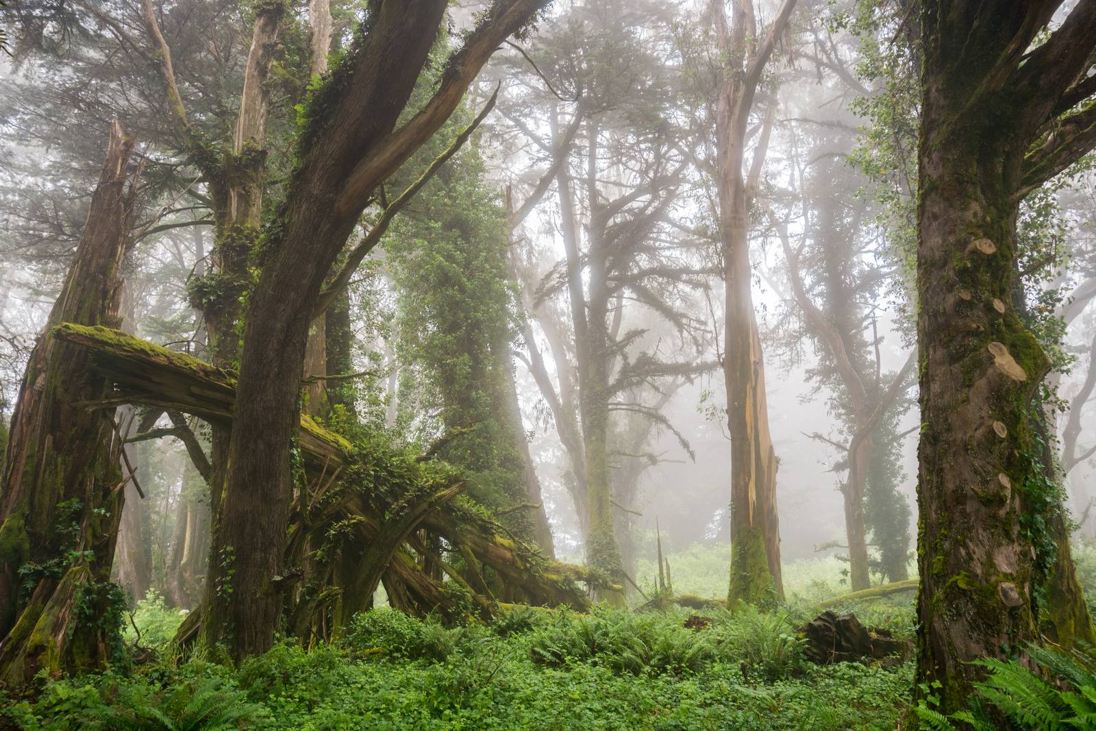 Moss-covered trees and a fallen trunk above a floor of ferns, with fog filling the forest behind them